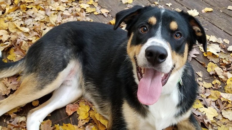Dog laying in fall leaves