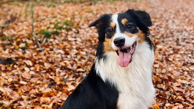 Dog sitting on fall leaves in a forest