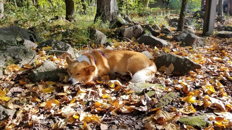Corgi sleeping in pile of fall leaves