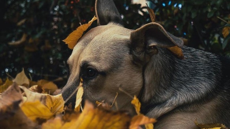 Dog laying in fall leaves