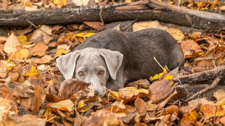 Puppy laying in fall leaves