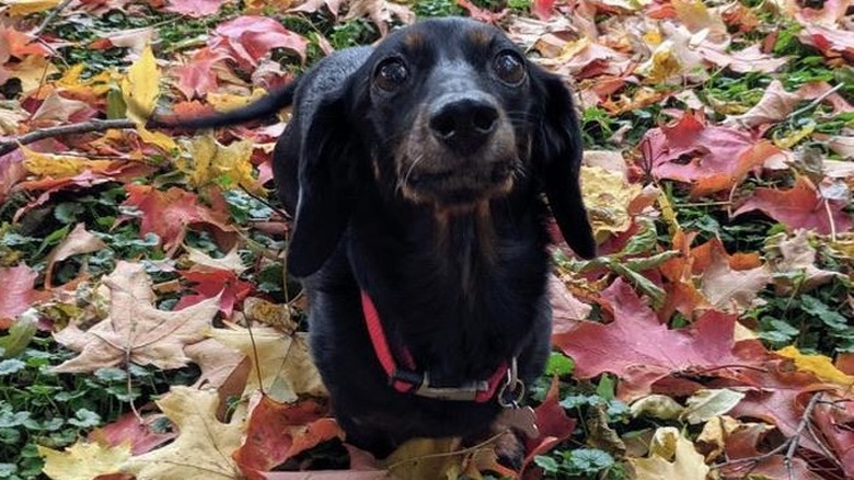 Dachshund standing in clover and fall leaves