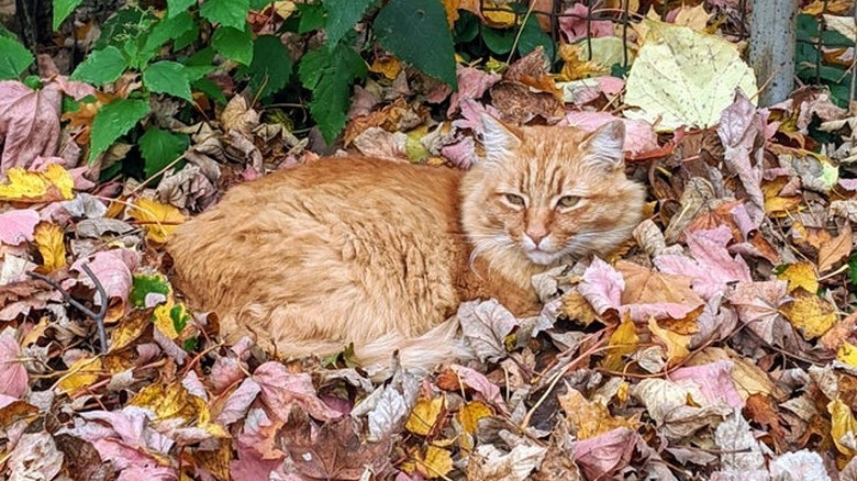 Orange cat laying in fall leaves