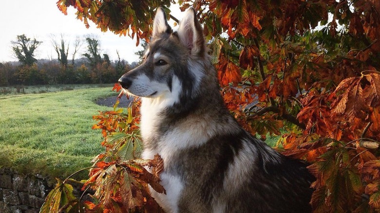 Dog posing in fall leaves