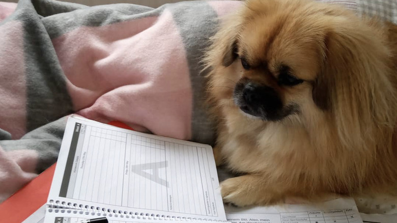 A dog is lying before notebook with a pen.