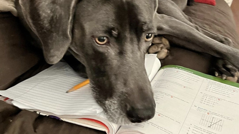A dog is resting their head on a math book.