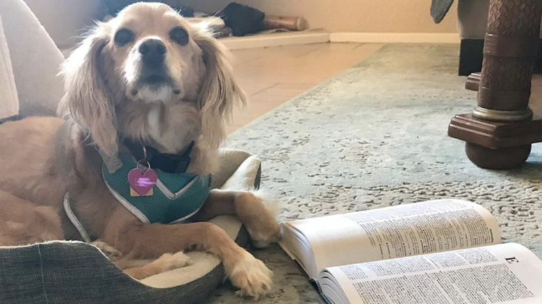 A dog lying in front of open dictionary.