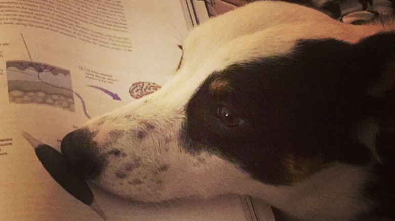 A dog with their head on a science textbook.