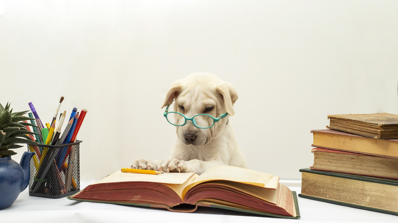 Dog reading at a desk with glasses on.