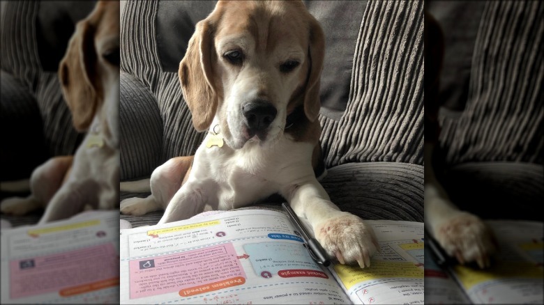 A dog with their paw on an open textbook.