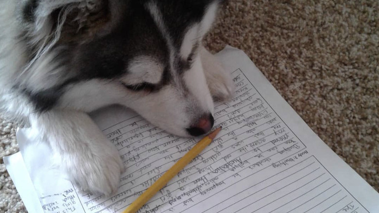 A dog is sitting with their paws and snout on homework paper.