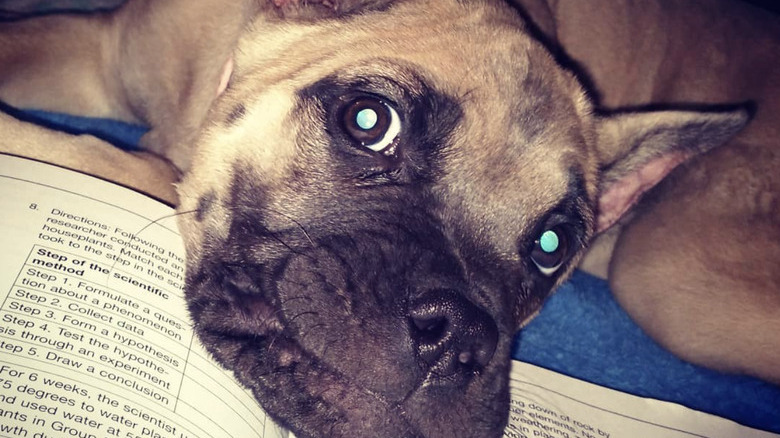 A dog with their head on a science book.