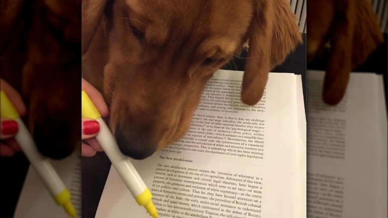 A dog is sniffing a highlighter over an open book.