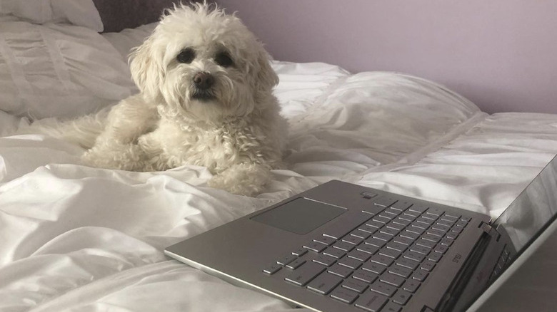 A coton de tulear dog is sitting in front of a laptop.