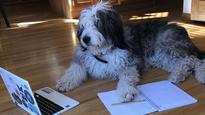 A dog is lying on the floor with laptop and open notebook.