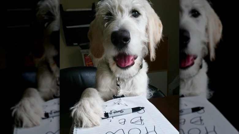 A dog with their paw on a sharpie and notebook.