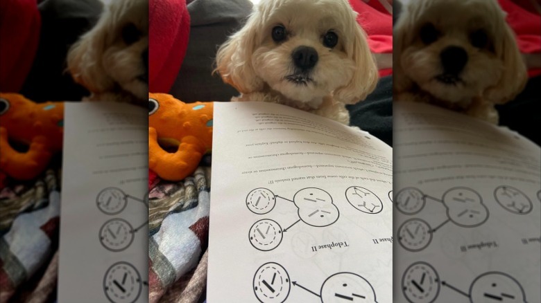 A cavachon dog doing biology homework.