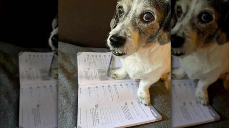 A dog with a homework book open in front of them.