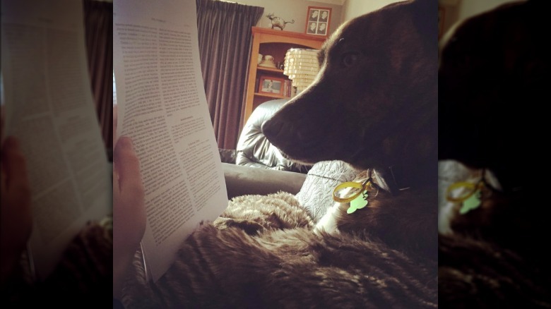 A dog is looking at a text.