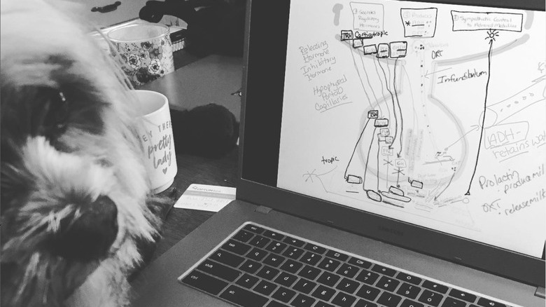 A dog is doing nursing homework.