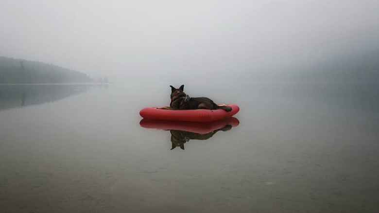a dog on a red floatie in the middle of a river.
