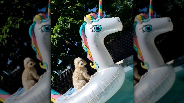 a dog on a unicorn floatie in a pool.