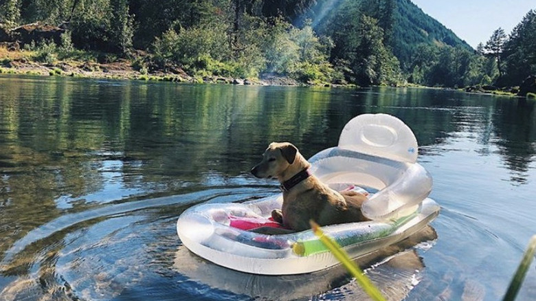a dog on a clear floatie in a lake.