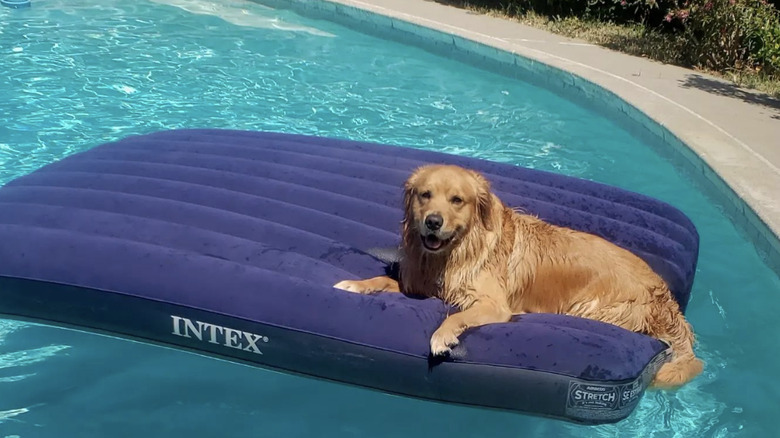a happy golden retriever on a blue floatie.