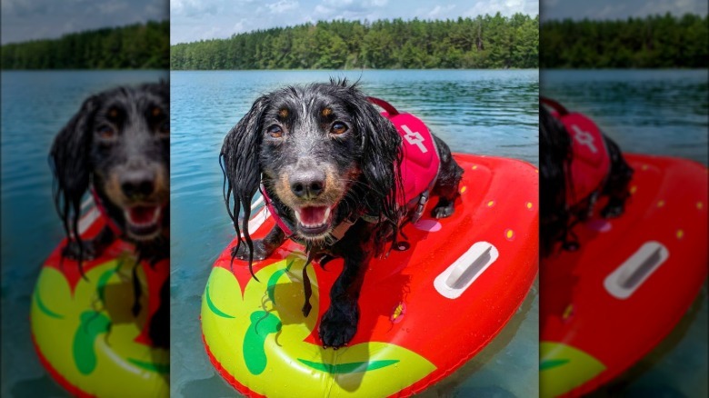 a dog on a strawberry floatie in a lake.