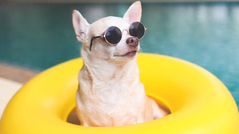 Chihuahua wearing sunglasses in a pool tube