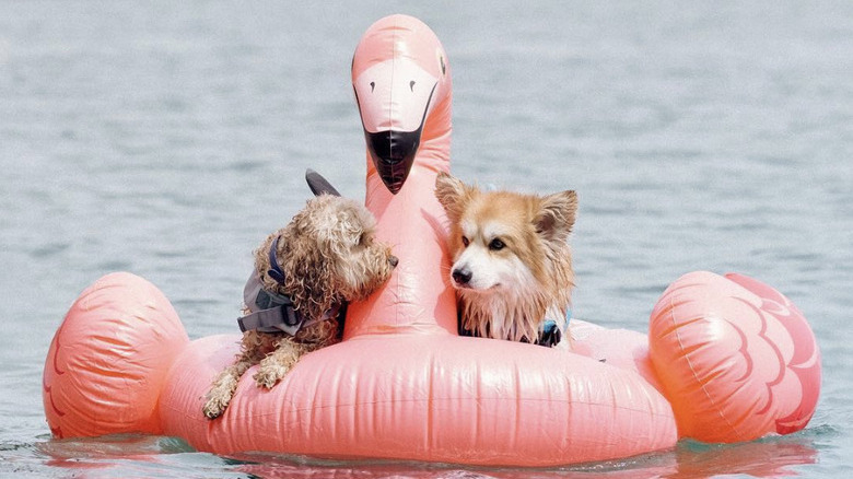 two dogs on a flamingo floatie in a lake.