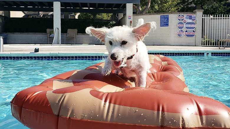 a white dog on a bacon floatie in a pool.