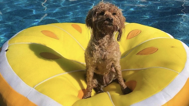 a dog on a yellow float.