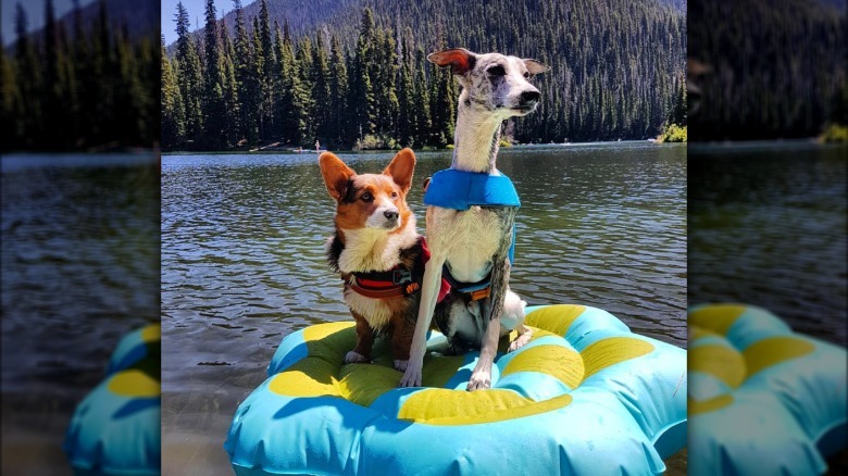 two dogs on a floatie in a lake.