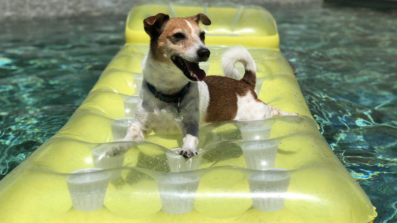 a dog lying on a yellow floatie in a pool.