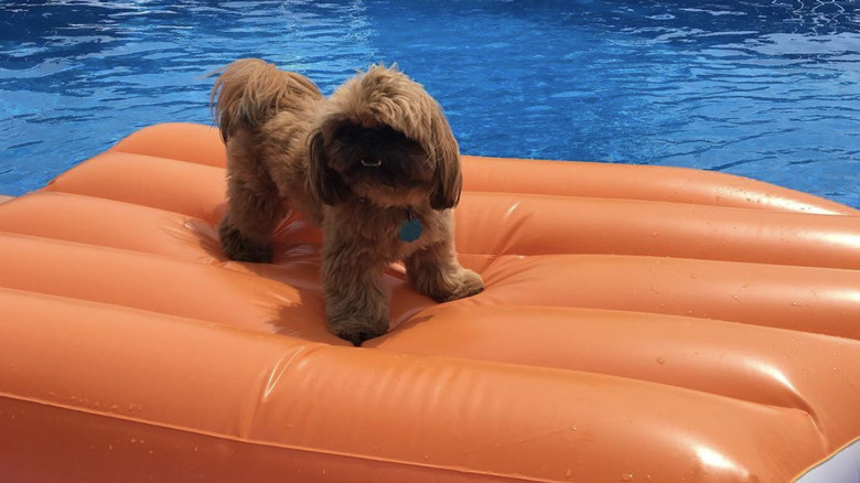 a shih tzu dog on an orange floatie in a pool.