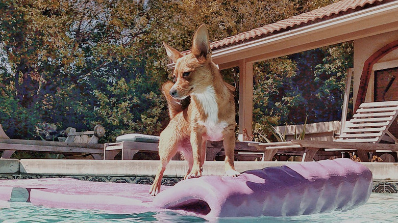 a dog standing on a pink floatie in a pool.