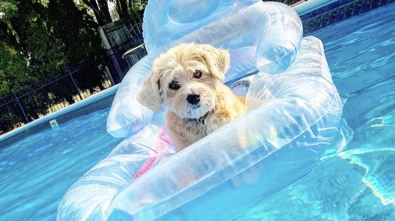 a dog on a clear chair-like floatie in a pool.