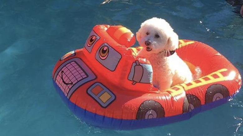 a fluffy white dog on a car-shaped floatie in a pool.