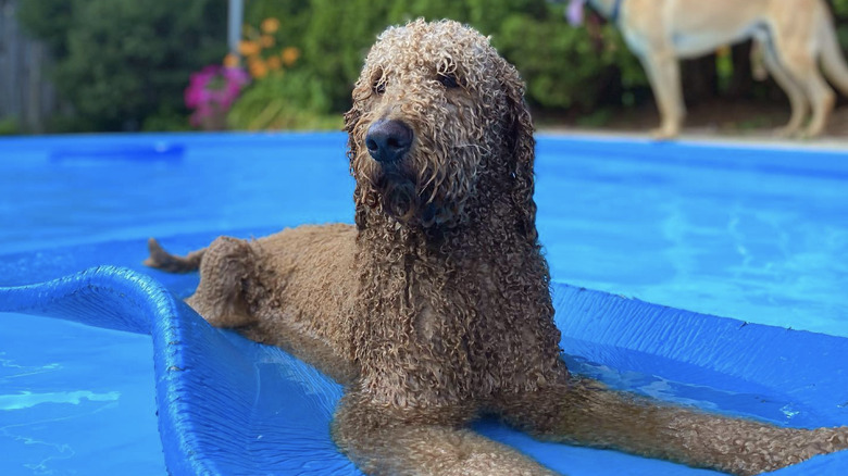 a dog lying on a blue floatie in a pool.