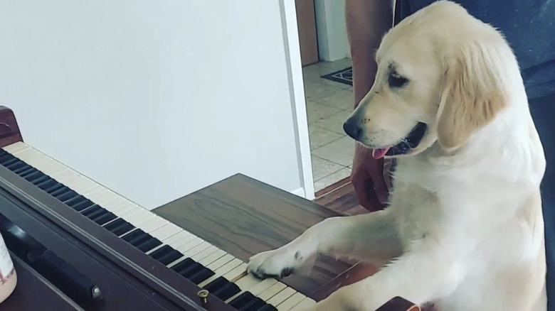 a dog with their paws on a piano