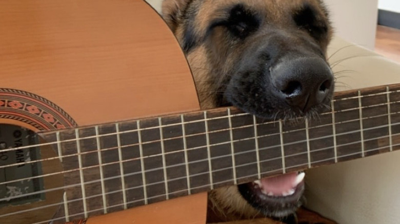 a german shepherd dog biting a guitar