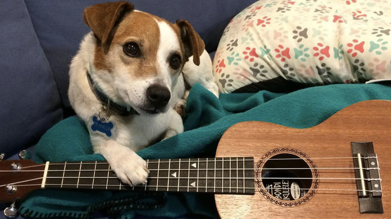 a dog with their paw on a guitar