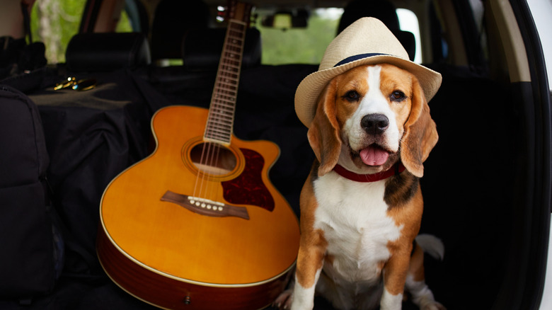 Beagle dog wearing a hat next to a guitar