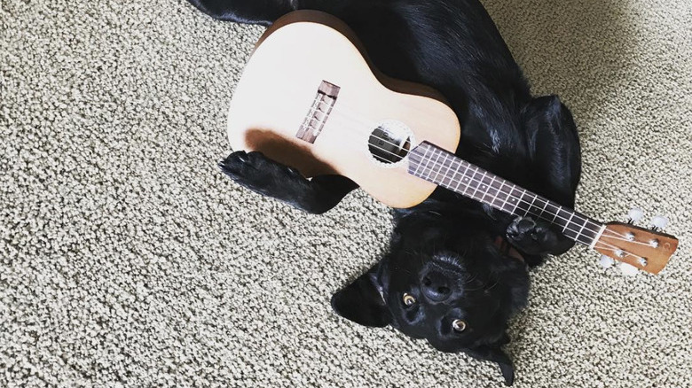a dog lying on the floor with a guitar