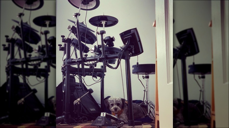 a dog lying down below a drum set