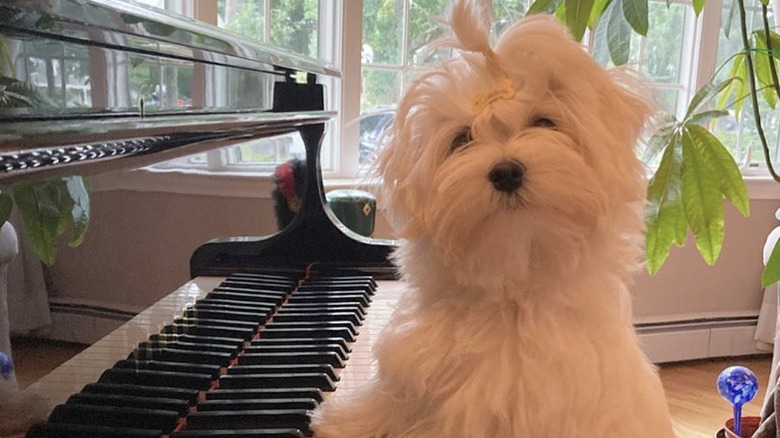 a Maltese dog standing with their paws on piano keys
