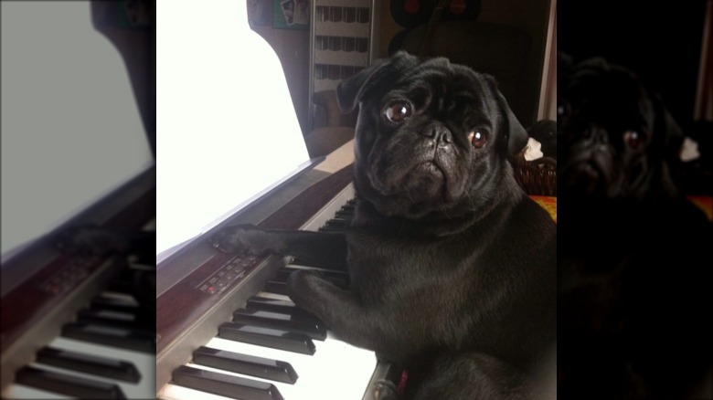 a pug sitting with their paws on a piano