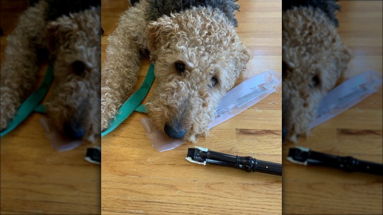 a dog with a chewed up recorder