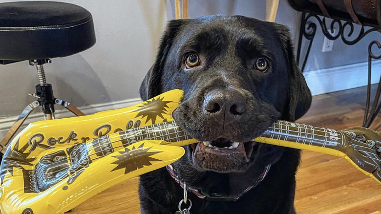 a dog with an inflatable guitar in their mouth